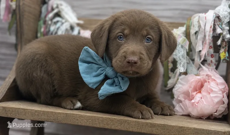 Storm – Labrador Retriever puppy for sale in Rogers, OH