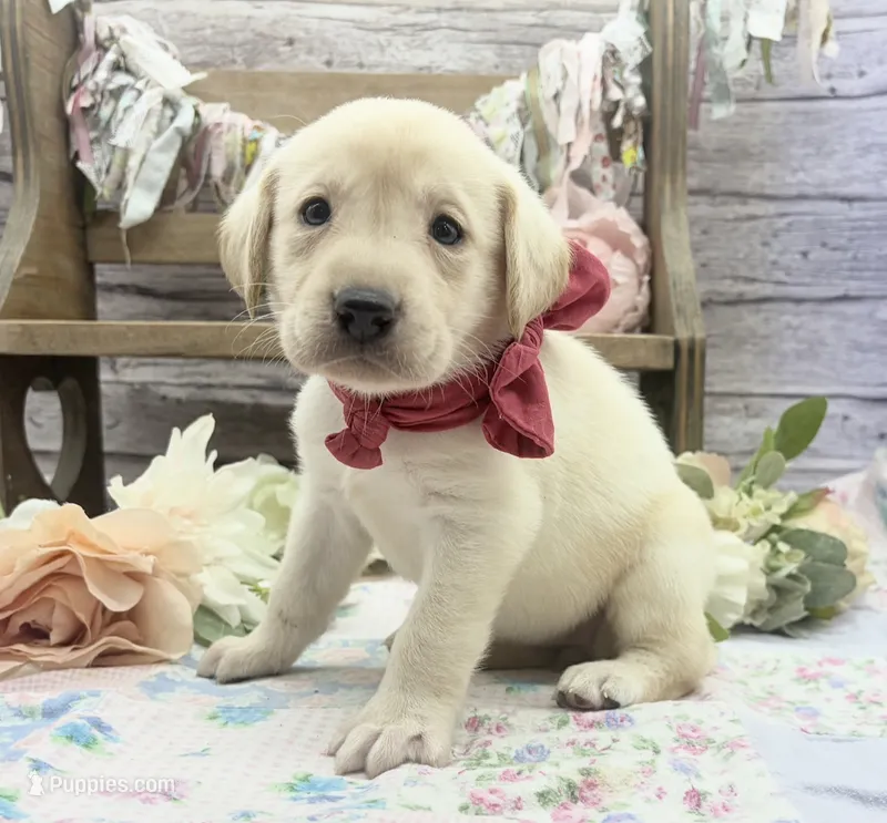 Snowflake – Labrador Retriever puppy for sale in Rogers, OH