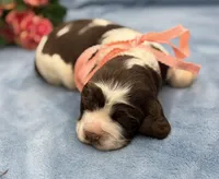 Dakota, a female English Springer Spaniel for sale in Rogers, OH – 1 of 6