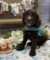 Kane, a male Springer Doodle for sale in Rogers, OH – 1 of 10