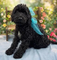 Simon, a male Springer Doodle for sale in Rogers, OH – 1 of 3