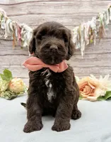 Fresco, a male Portuguese Water Dog for sale in Rogers, OH – 4 of 5