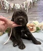 Java, a female Springer Doodle for sale in Rogers, OH – 3 of 4