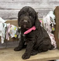 Kai, a female Springer Doodle for sale in Rogers, OH – 1 of 10