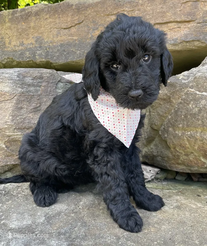 Sasha – Goldendoodle puppy for sale in Rogers, OH