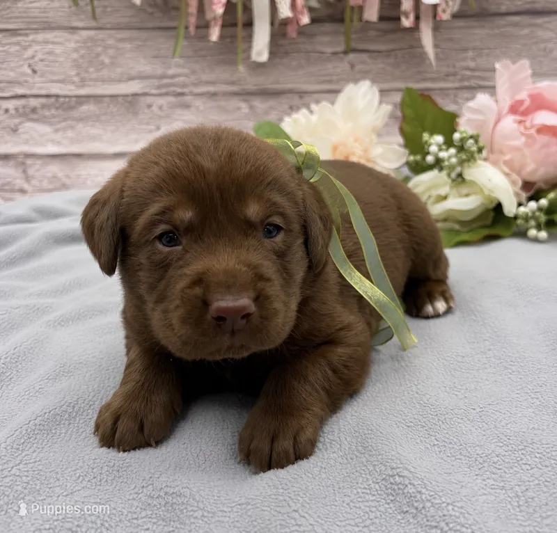 Storm – Labrador Retriever puppy for sale in Rogers, OH