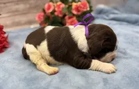 Delilah, a female English Springer Spaniel for sale in Rogers, OH – 4 of 5