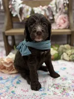 Kane, a male Springer Doodle for sale in Rogers, OH – 2 of 10