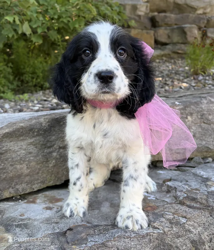 Avery – English Springer Spaniel puppy for sale in Rogers, OH