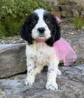 Avery, a female English Springer Spaniel for sale in Rogers, OH – 1 of 7