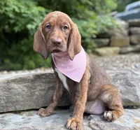 Elena, a female English Springer Spaniel and Labrador Retriever for sale in Rogers, OH – 2 of 5