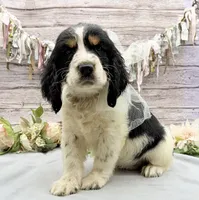 Ace, a male English Springer Spaniel for sale in Rogers, OH – 2 of 6