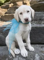 Blizzard, a male Labrador Retriever for sale in Rogers, OH – 3 of 7