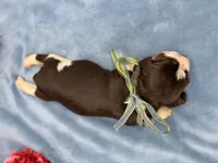 Diego, a male English Springer Spaniel for sale in Rogers, OH – 4 of 5