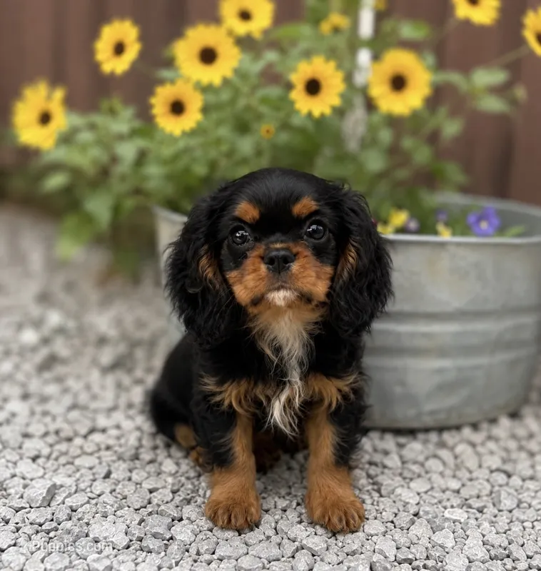 Rudy – Cavalier King Charles Spaniel puppy for sale in Rogers, OH