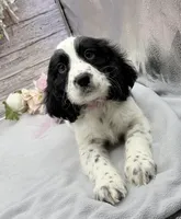 Avery, a female English Springer Spaniel for sale in Rogers, OH – 5 of 7