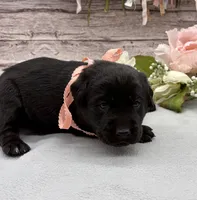 Misty, a female Labrador Retriever for sale in Rogers, OH – 2 of 4