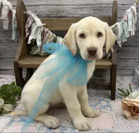 Blizzard, a male Labrador Retriever for sale in Rogers, OH – 5 of 7