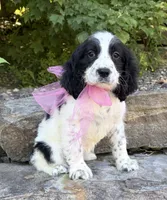 Avery, a female English Springer Spaniel for sale in Rogers, OH – 6 of 7