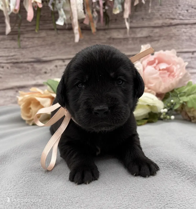 Lunar – Labrador Retriever puppy for sale in Rogers, OH