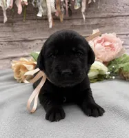 Lunar, a female Labrador Retriever for sale in Rogers, OH – 1 of 1