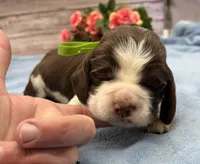 Diesel, a male English Springer Spaniel for sale in Rogers, OH – 4 of 6