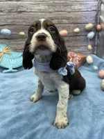 Drake, a male English Springer Spaniel for sale in Rogers, OH – Photo 2 of 4