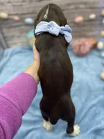 Drake, a male English Springer Spaniel for sale in Rogers, OH – Photo 4 of 4