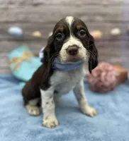 Drake, a male English Springer Spaniel for sale in Rogers, OH – Photo 1 of 4