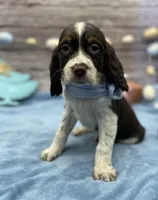 Drake, a male English Springer Spaniel for sale in Rogers, OH – Photo 3 of 4