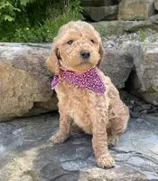 Lucy, a female Goldendoodle for sale in Rogers, OH – 5 of 6