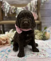Kelsie, a female Springer Doodle for sale in Rogers, OH – 3 of 7