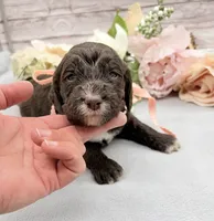 Cappuccino, a female Springer Doodle for sale in Rogers, OH – 2 of 2