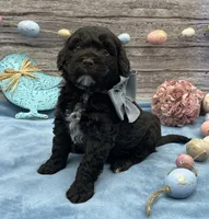 Beau, a male Portuguese Water Dog for sale in Rogers, OH – Photo 5 of 5