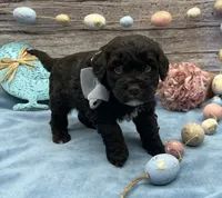Beau, a male Portuguese Water Dog for sale in Rogers, OH – Photo 4 of 5