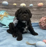 Beau, a male Portuguese Water Dog for sale in Rogers, OH – Photo 3 of 5