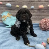 Beau, a male Portuguese Water Dog for sale in Rogers, OH – Photo 2 of 5