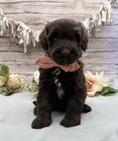 Fresco, a male Portuguese Water Dog for sale in Rogers, OH – 5 of 5