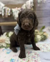 Keaton, a male Springer Doodle for sale in Rogers, OH – 5 of 10