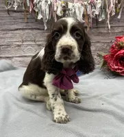 Dakota, a female English Springer Spaniel for sale in Rogers, OH – 4 of 10