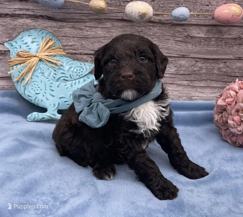 Benny – Portuguese Water Dog puppy for sale in Rogers, OH