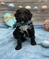 Benny, a male Portuguese Water Dog for sale in Rogers, OH – Photo 2 of 3