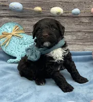 Benny, a male Portuguese Water Dog for sale in Rogers, OH – Photo 3 of 3