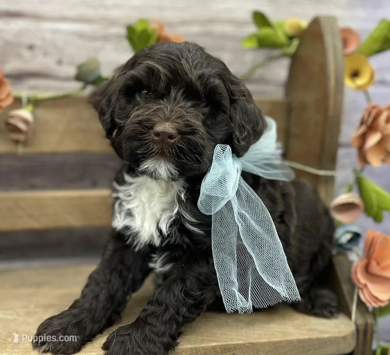 Benny – Portuguese Water Dog puppy for sale in Rogers, OH