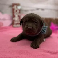 Winston, a male Labrador Retriever for sale in Rogers, OH – Photo 3 of 3