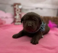 Winston, a male Labrador Retriever for sale in Rogers, OH – Photo 3 of 3