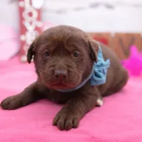 Winston, a male Labrador Retriever for sale in Rogers, OH – Photo 2 of 3