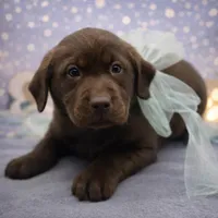 Winston, a male Labrador Retriever for sale in Rogers, OH – Photo 1 of 3