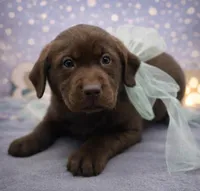 Winston, a male Labrador Retriever for sale in Rogers, OH – Photo 1 of 3