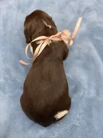 Darla, a female English Springer Spaniel for sale in Rogers, OH – 5 of 5
